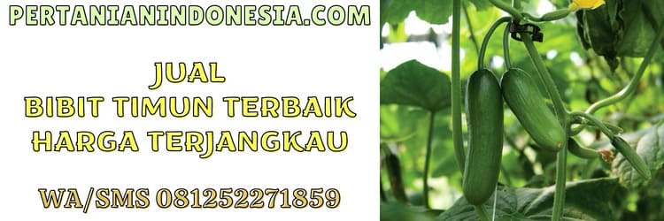 jual,jual bibit timun,murah,pertanian indonesia,tanaman timun